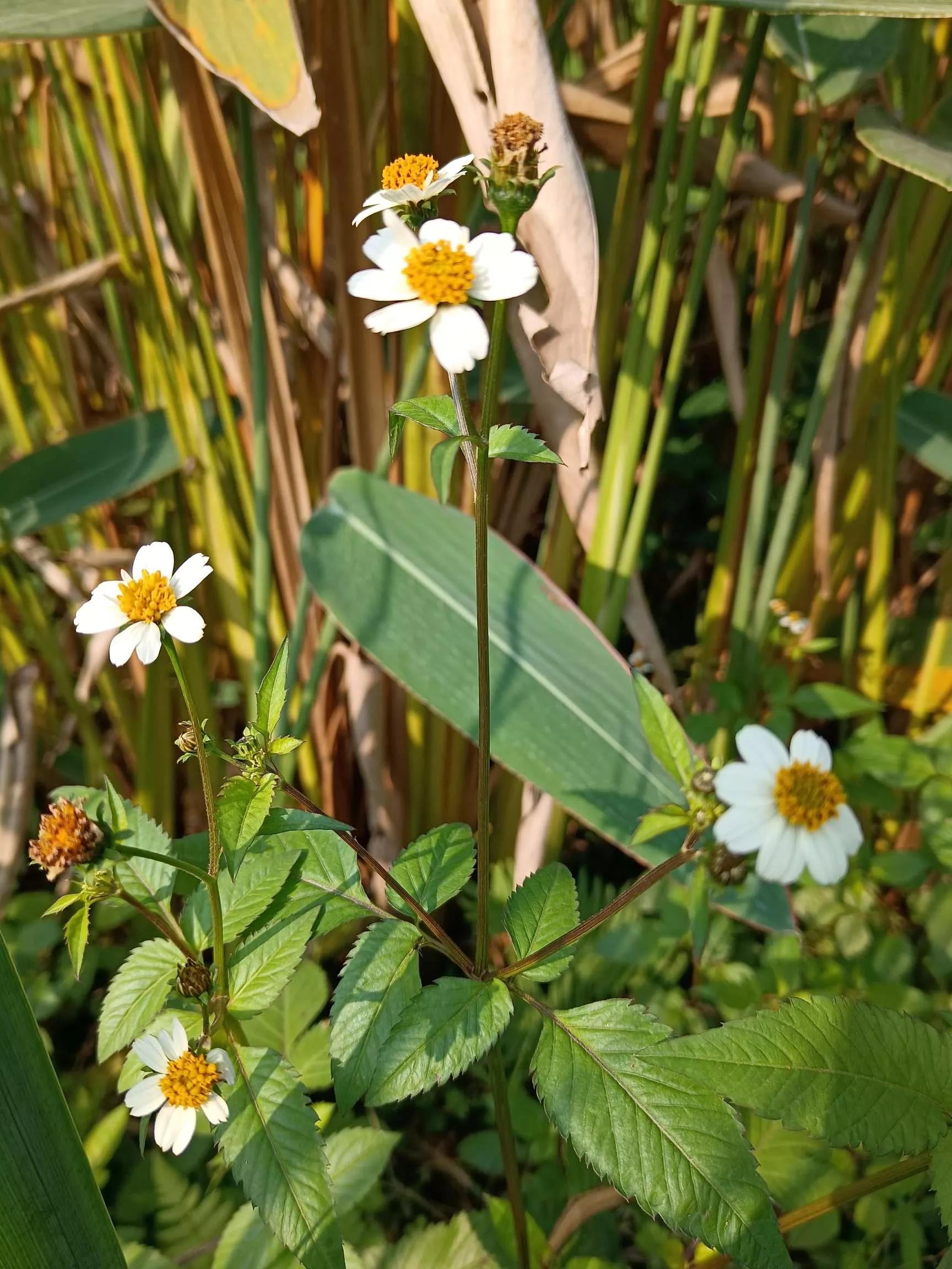 认识各种花的寓意,认识各种花的名称