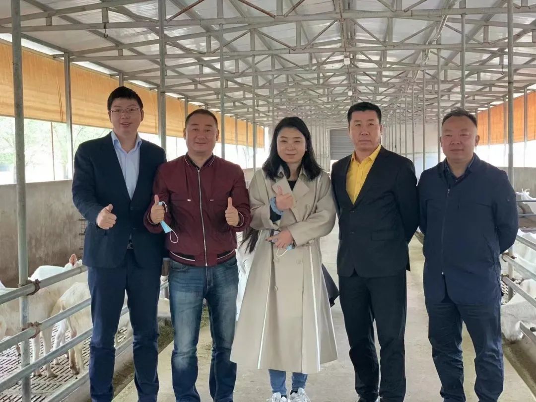 红星美羚老牌羊乳,红星美羚羊奶上市吗