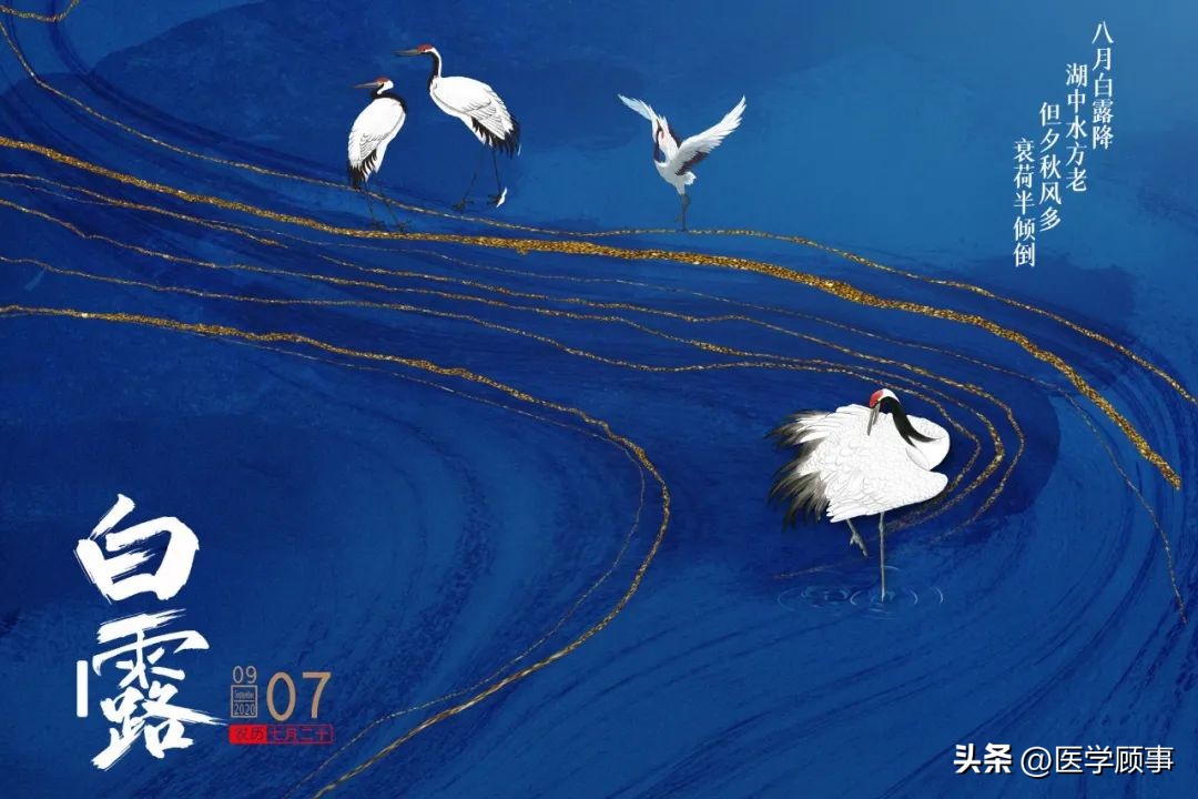 蒹葭苍苍白露为霜是写白露的吗,蒹葭苍苍白露为霜的白露是节气么