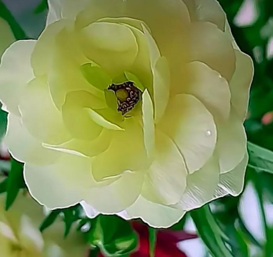 鲜花唯美摄影图片,雨后盛开的花朵摄影图片