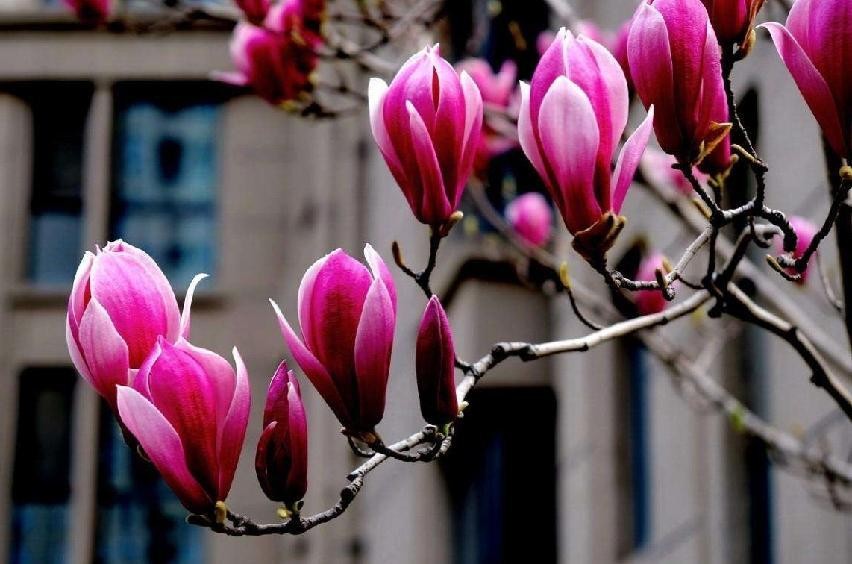 玉兰花有什么特征,玉兰为什么称为鬼花花语