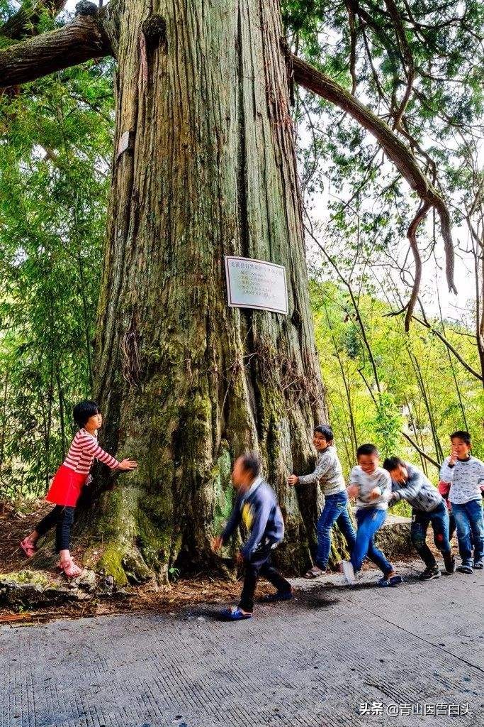 秃杉种多少年可以卖,秃杉树苗