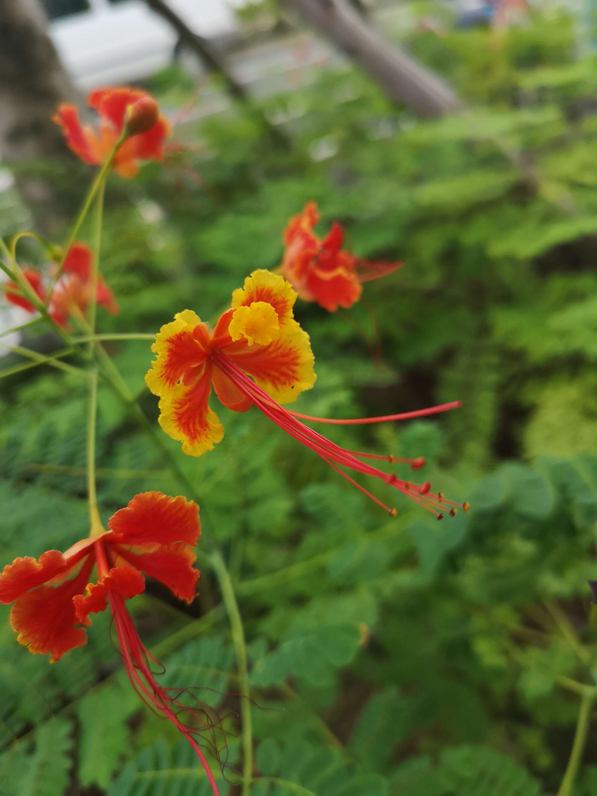 圆梦之园一一我的波波利海岸,下篇