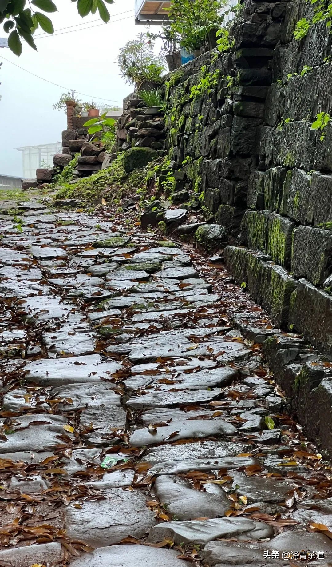 易武六大茶山茶的特点,易武茶的特点