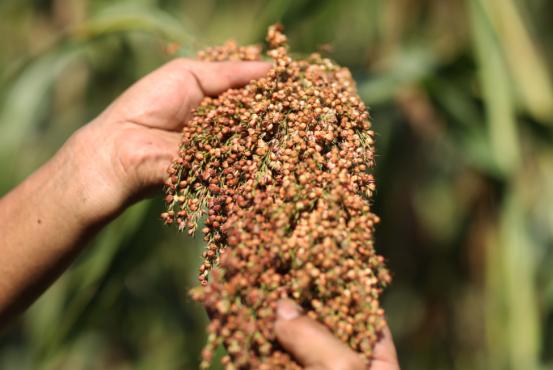 农村自酿散酒怎么处理,农村自酿散酒真的是纯粮食酒吗