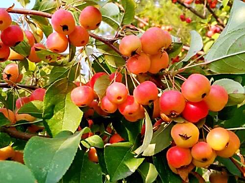 西府海棠花白色,西府海棠花骨朵