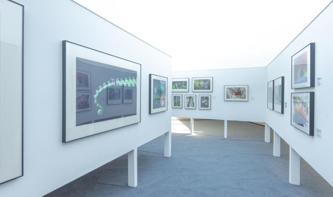 端午假期光明活动超精彩！音乐live、摘荔枝、包粽子……等你解锁！