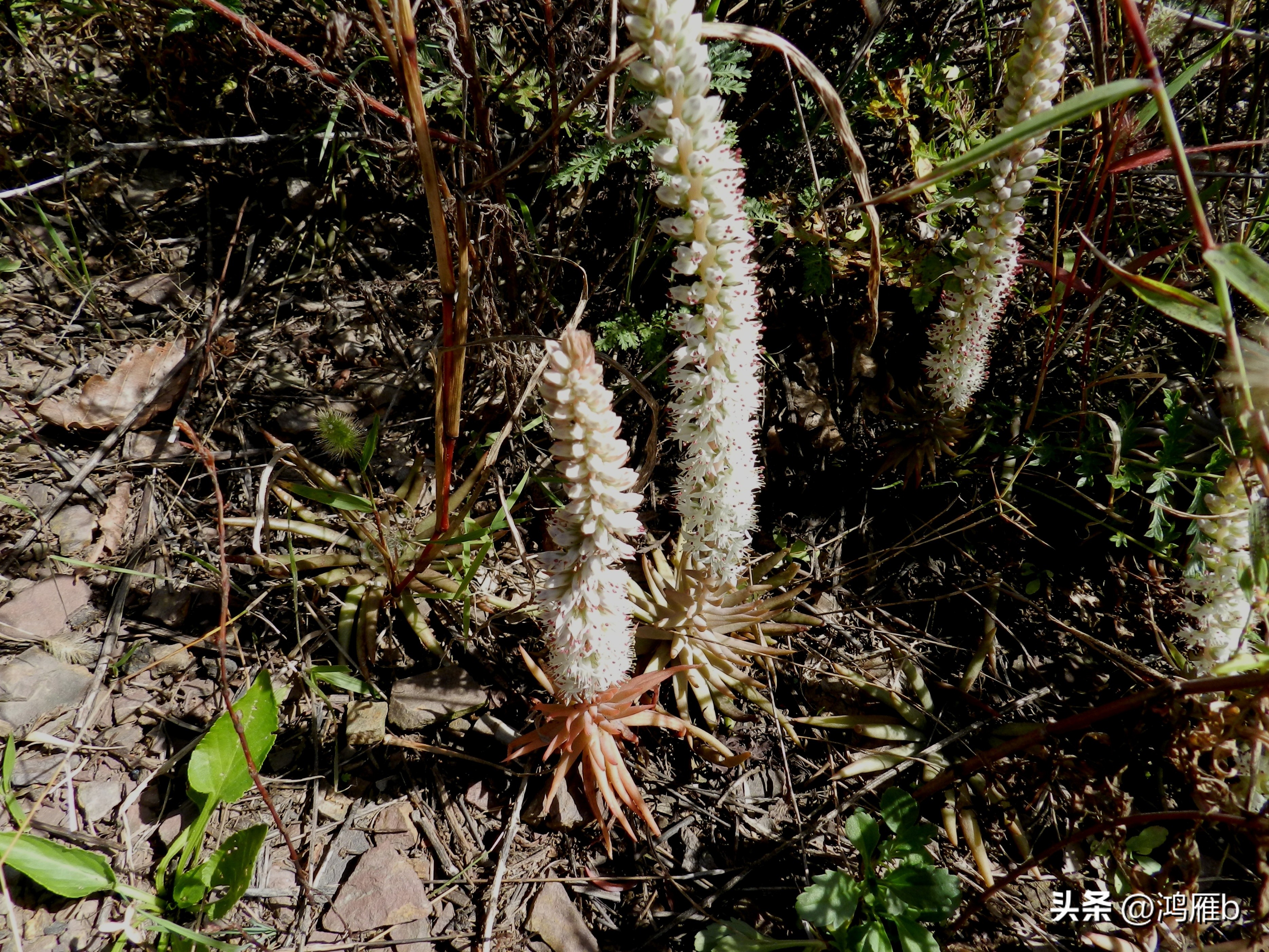 十大耐阴多肉植物,狼爪瓦松是多肉吗