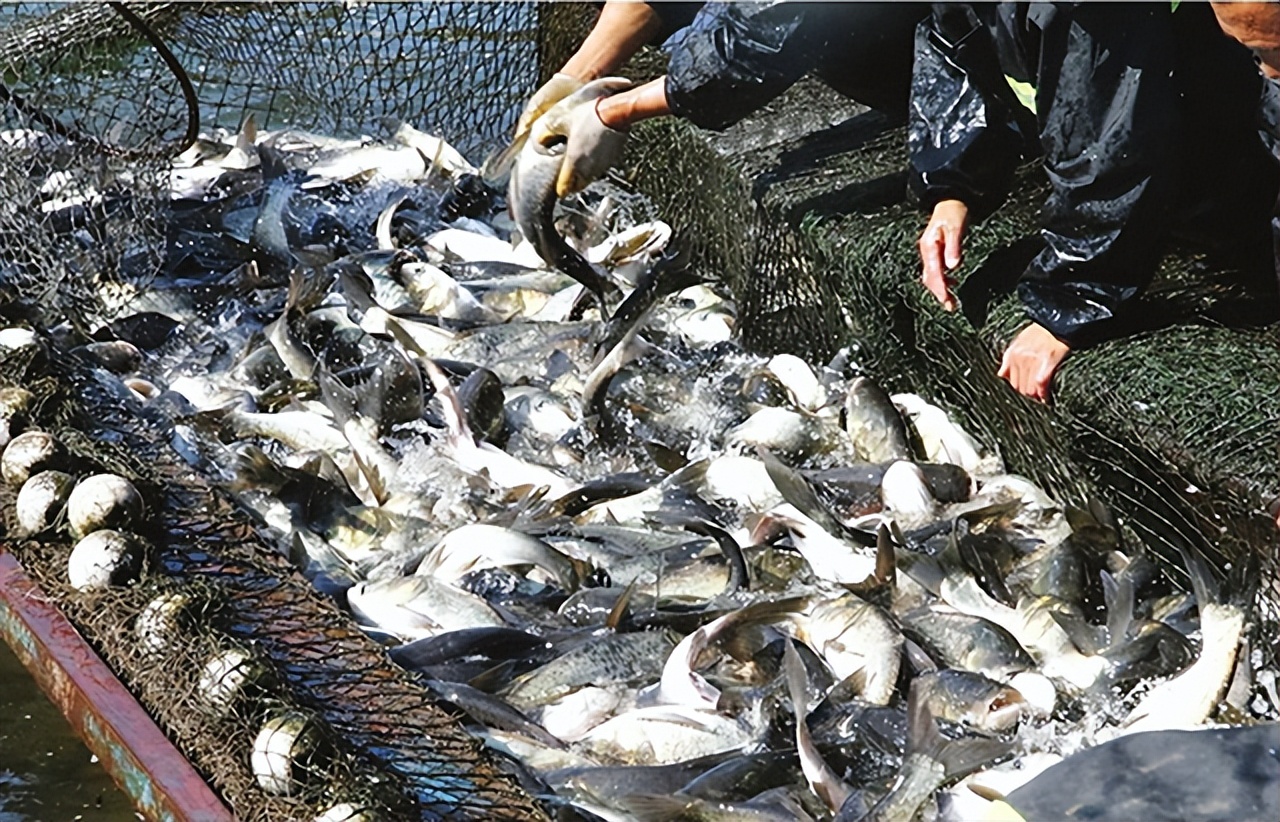 养殖鱼怎么防鸟类,养殖鱼预防鱼病用什么药