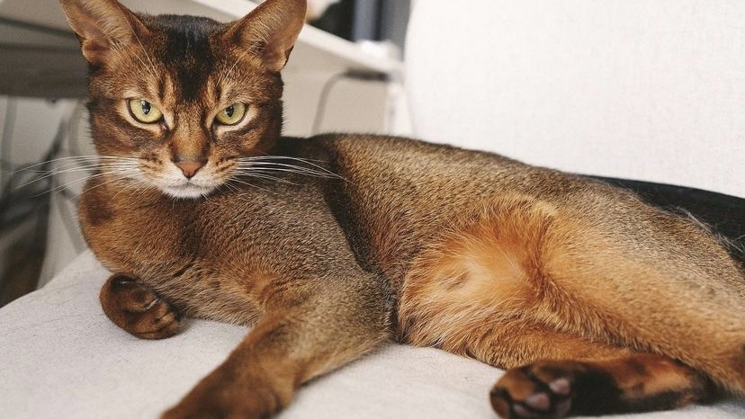 为什么公猫绝育后还有个小蛋蛋,公猫绝育后蛋蛋发紫怎么回事