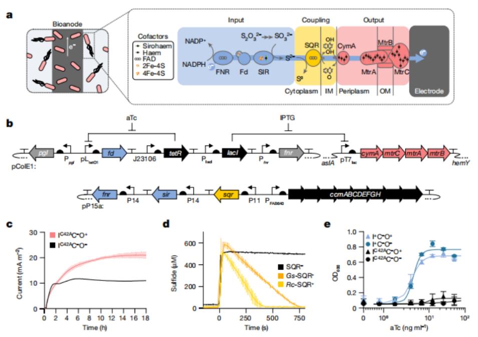 未来的生物传感器,人工智能生物传感器