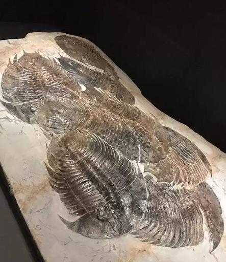 山东三叶虫化石真假,三叶虫远古生物图片