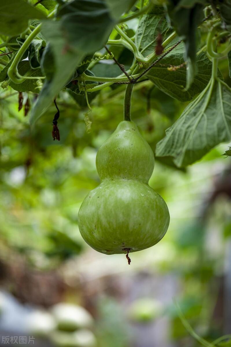 种的葫芦苗一直长不大,葫芦苗不长葫芦怎么回事