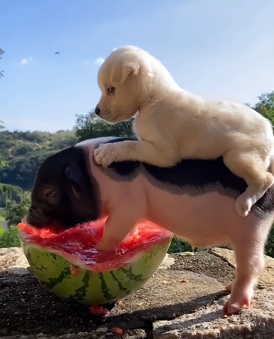 狗界巅峰中华田园犬,狗界巅峰的狗子