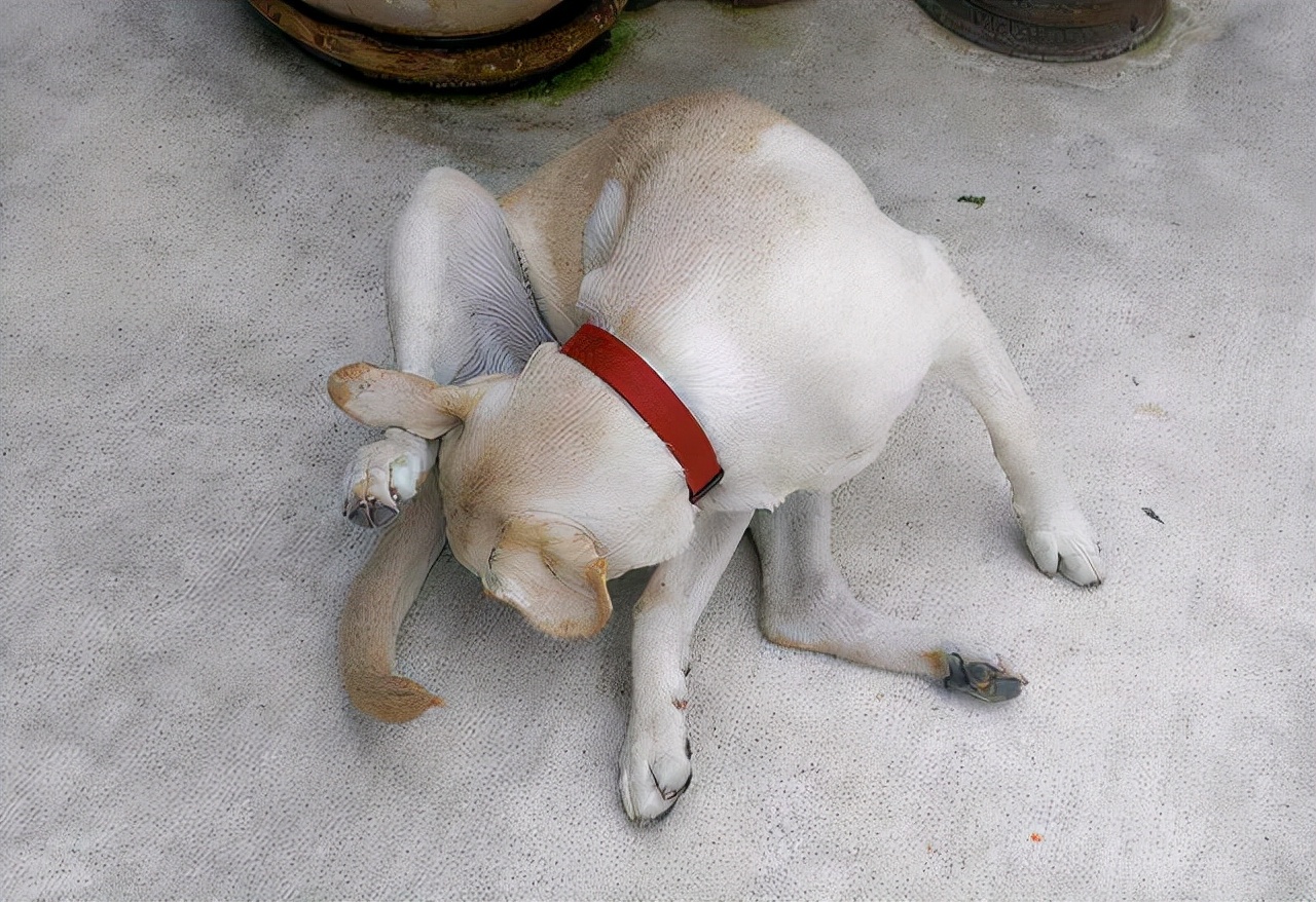 狗狗老舔尿道是什么原因,狗狗舔别的狗尿是什么原因