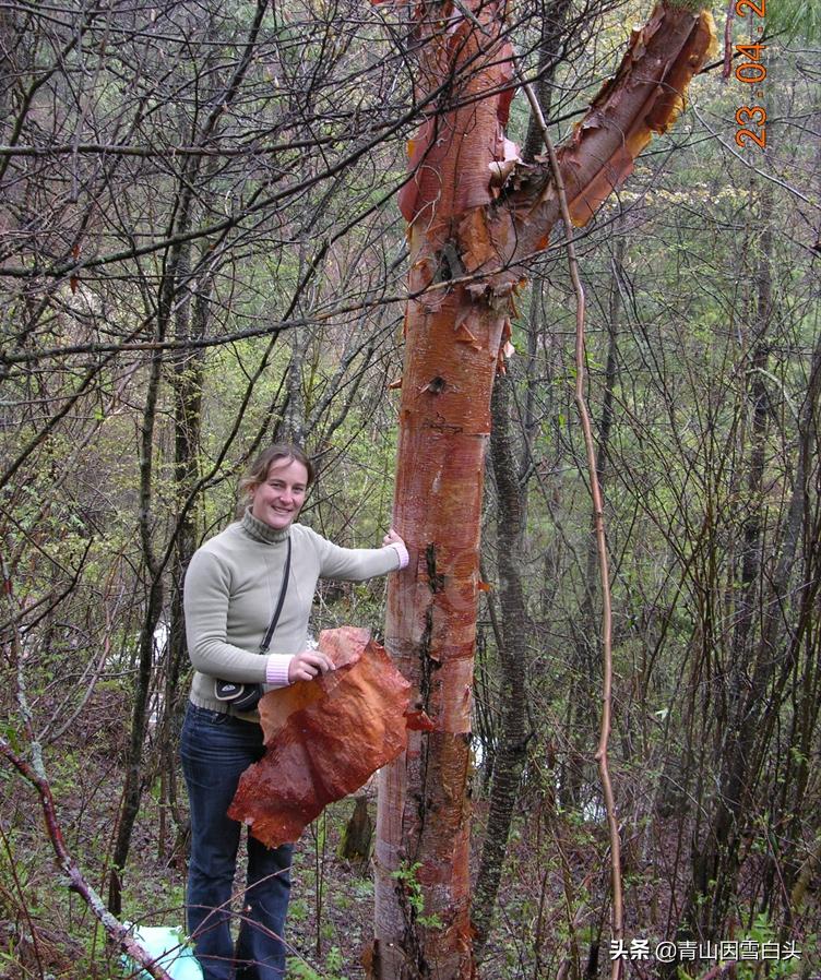 荒山种什么树木经济效益好,荒山种植什么最赚钱