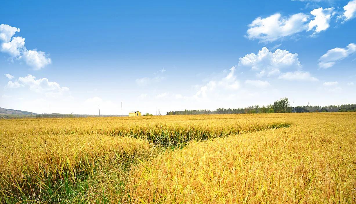 最好吃的稻米是哪一种,中国哪儿的稻米是最好的