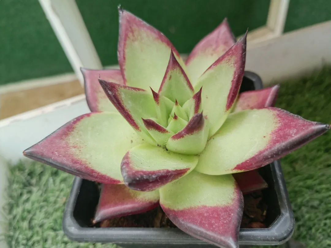 倾听儿童相伴成长主题墙幼儿园,倾听儿童相伴成长幼儿园小班视频