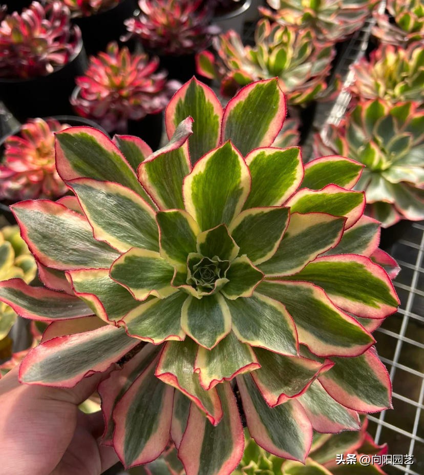 法师魅影现在什么价格,魅影法师锦为何贵