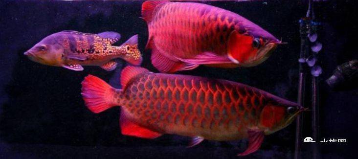 龙鱼的饲养方法和注意事项大全,龙鱼饲养问题