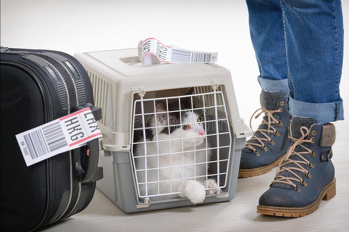 朋友要把自己养的宠物寄给我,怎么寄呢