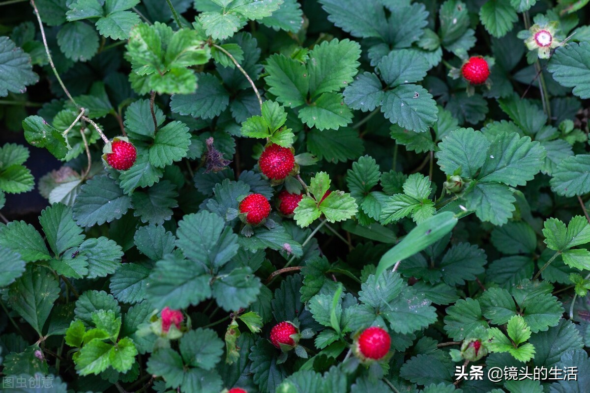 农村遍地都是宝农村的野菜挖不完,农村不要钱的野菜有哪些