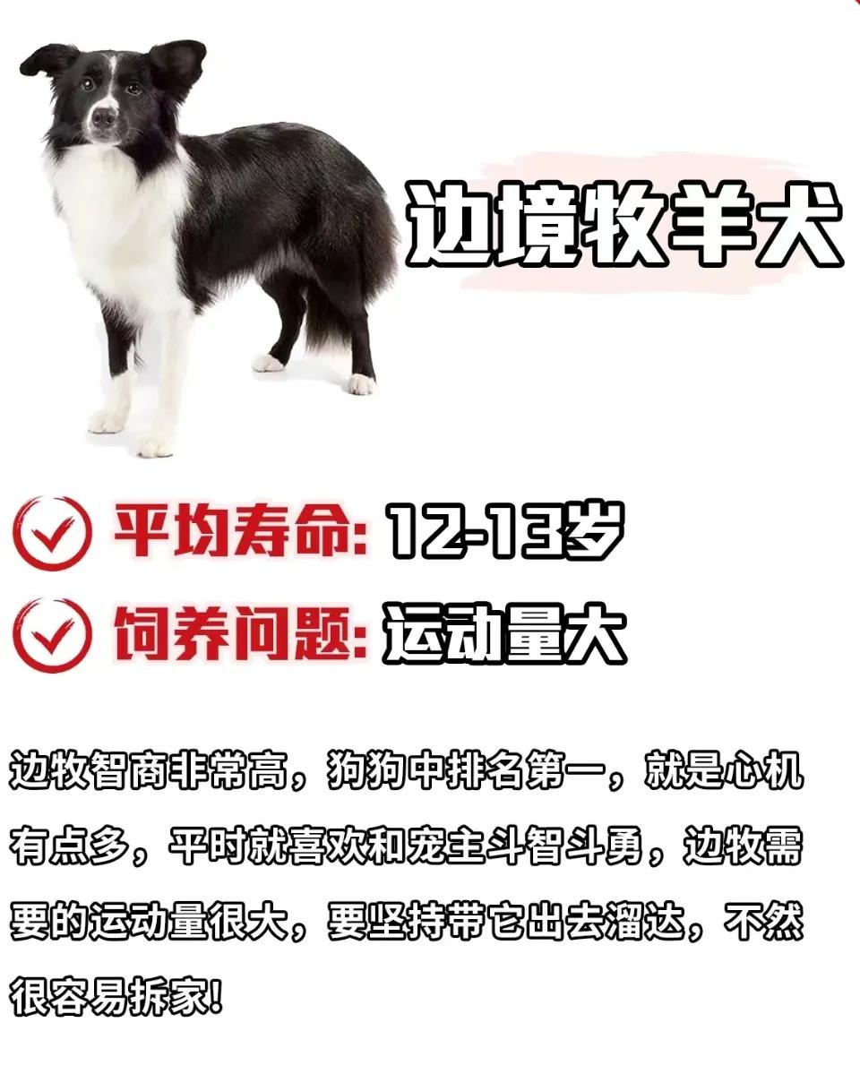 雪纳瑞狗狗的寿命,寿命最短的狗狗