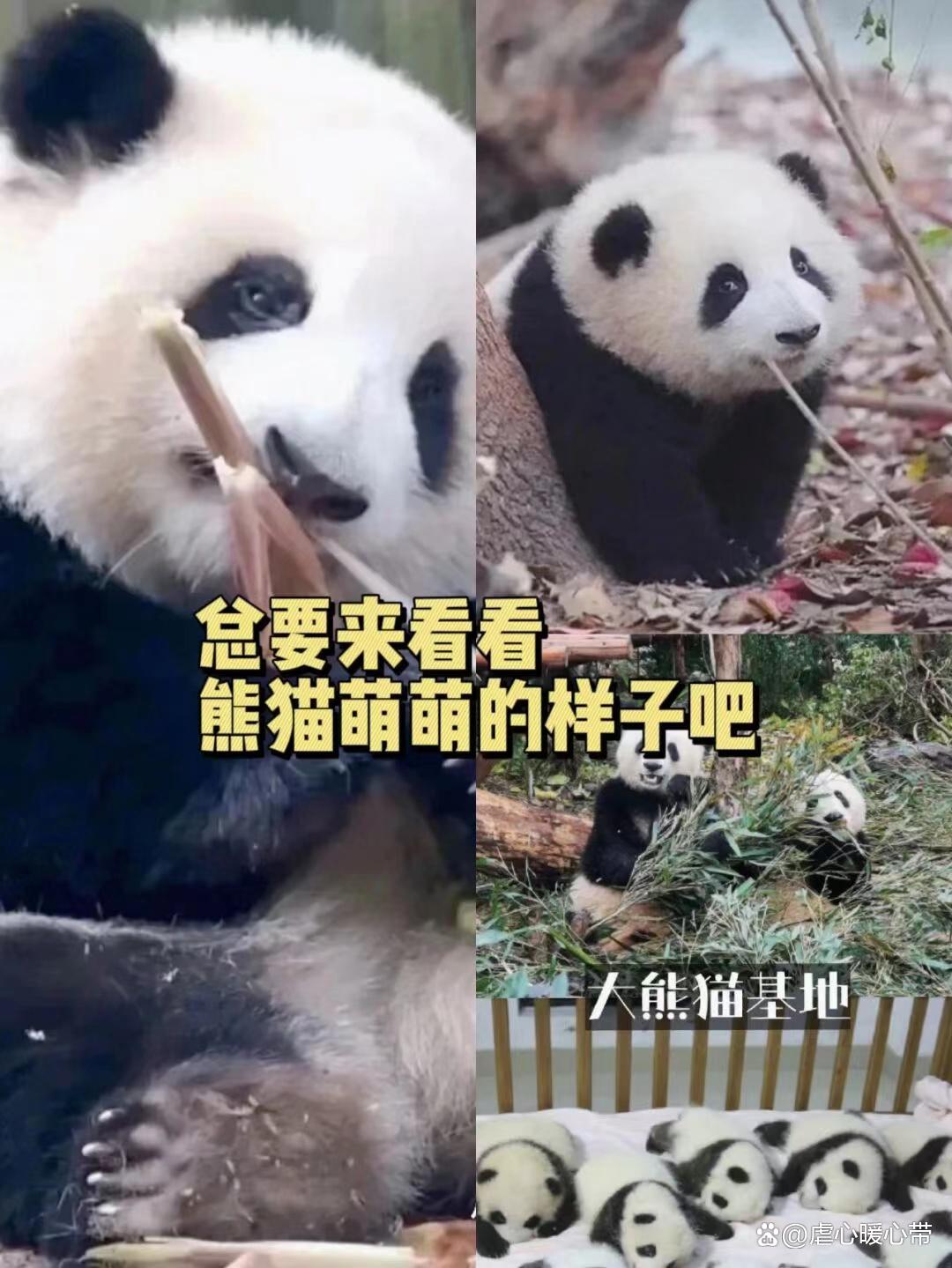 去九寨沟的旅游攻略自由行,去九寨沟玩应该怎么规划