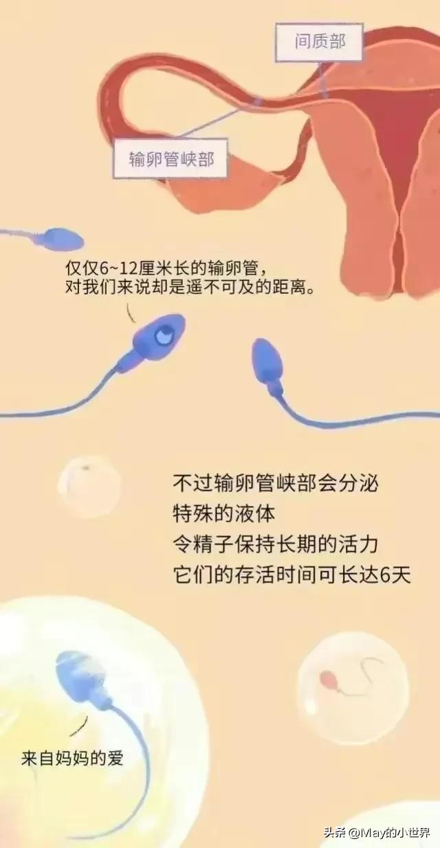 精子进入女性体内，会发生什么？
