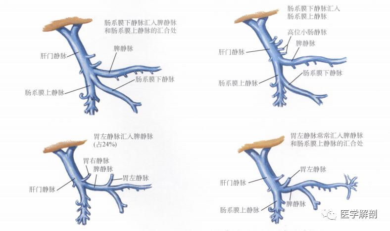 门静脉的解剖位置,门静脉的解剖及病理生理