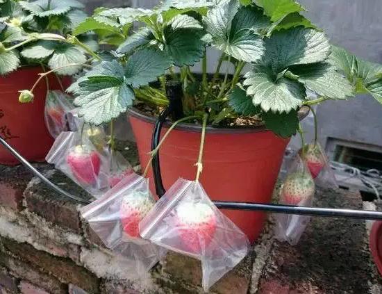 盆栽草莓的种植方法一步一步教你,盆栽草莓也比较好种植和养殖