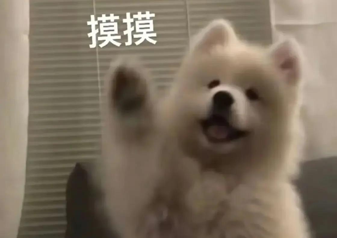 吉娃娃怎么才能适应新家,怎么与吉娃娃快速亲近