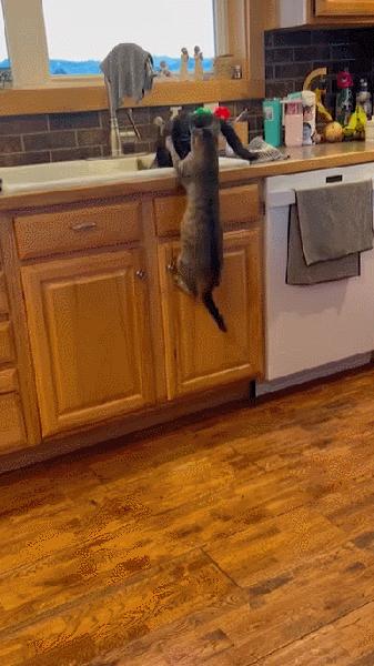 据说养猫超过3年，铲屎官都会变成神经病？