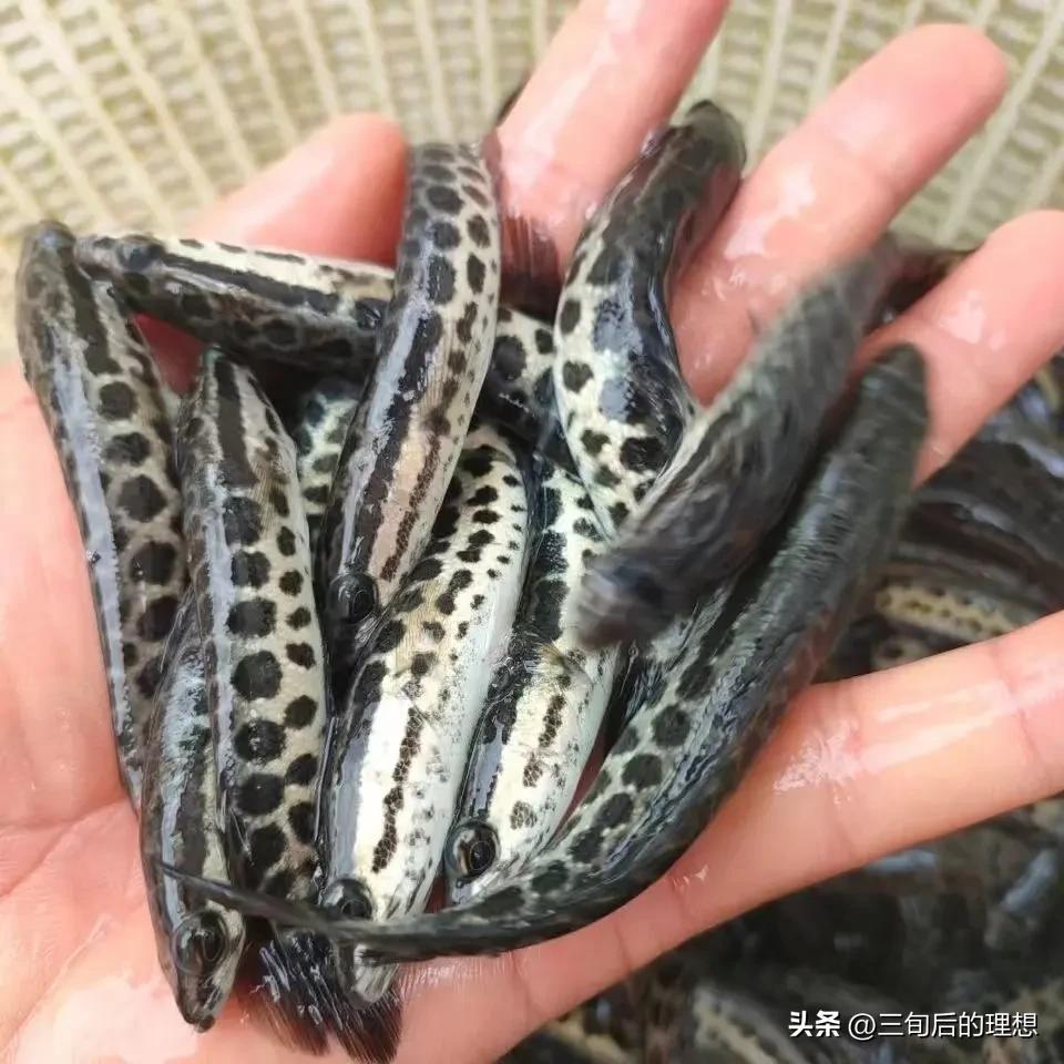 人工饲料和野生杂鱼,人工混合鱼饲料配方