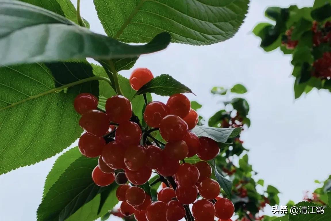 樱桃好吃树难栽完整故事,樱桃好吃树难栽家常版完整版