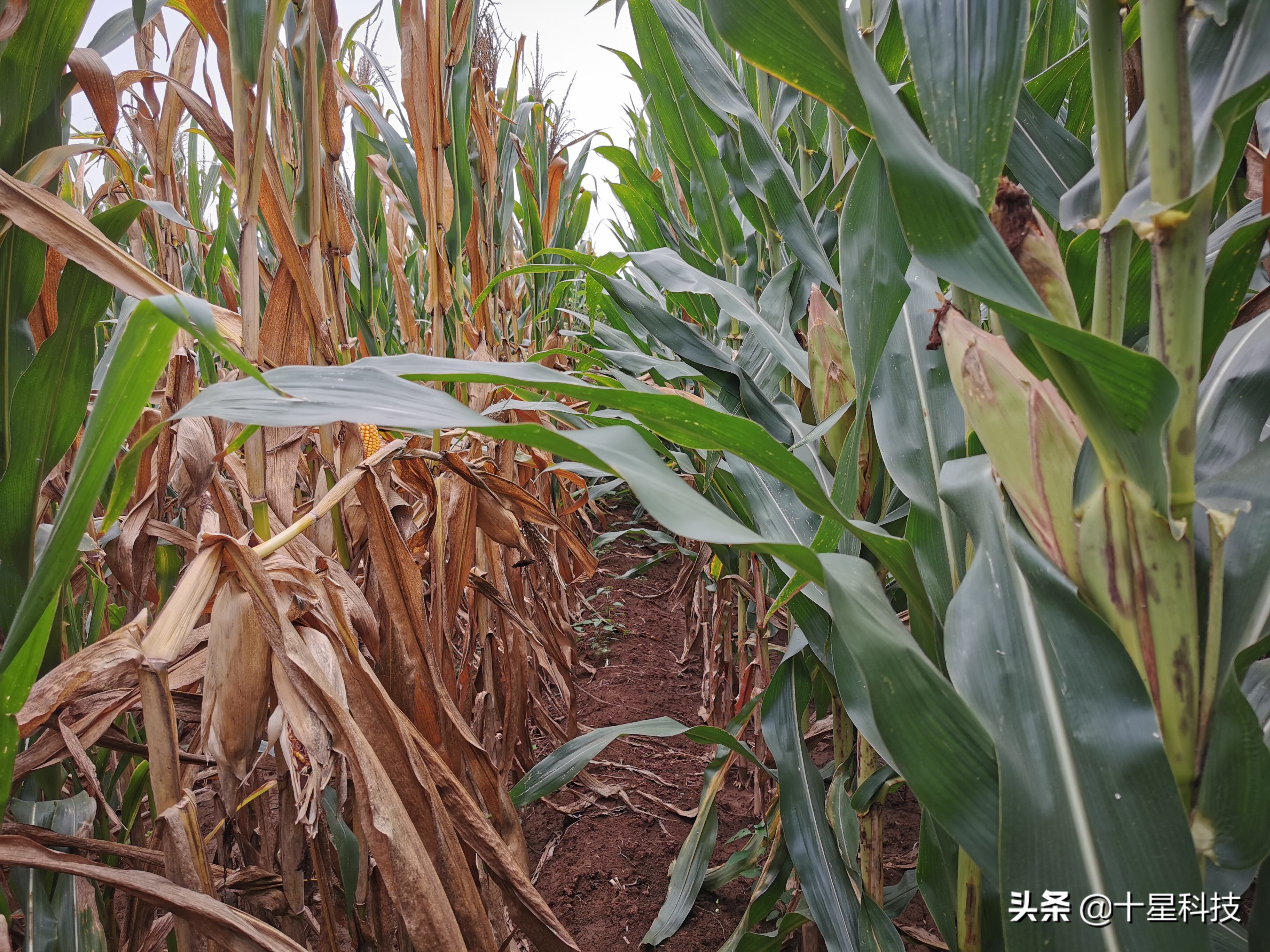 玉米混播高产吗,玉米混播有哪些品种