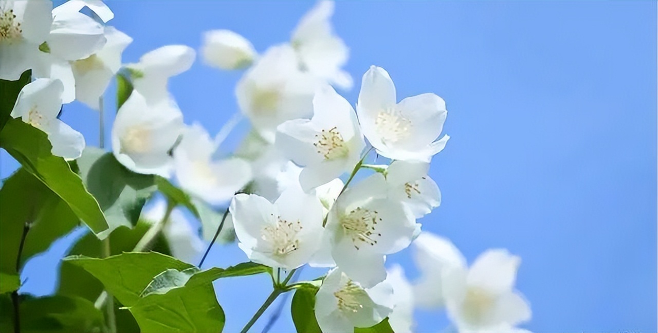 好一朵美丽的茉莉花最好听的版本,一朵美丽的茉莉花音乐节奏