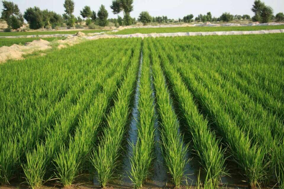 娌欑背浜т笟鍔╁姏涔℃潙鎸叴,娌欑背鍝佺墝