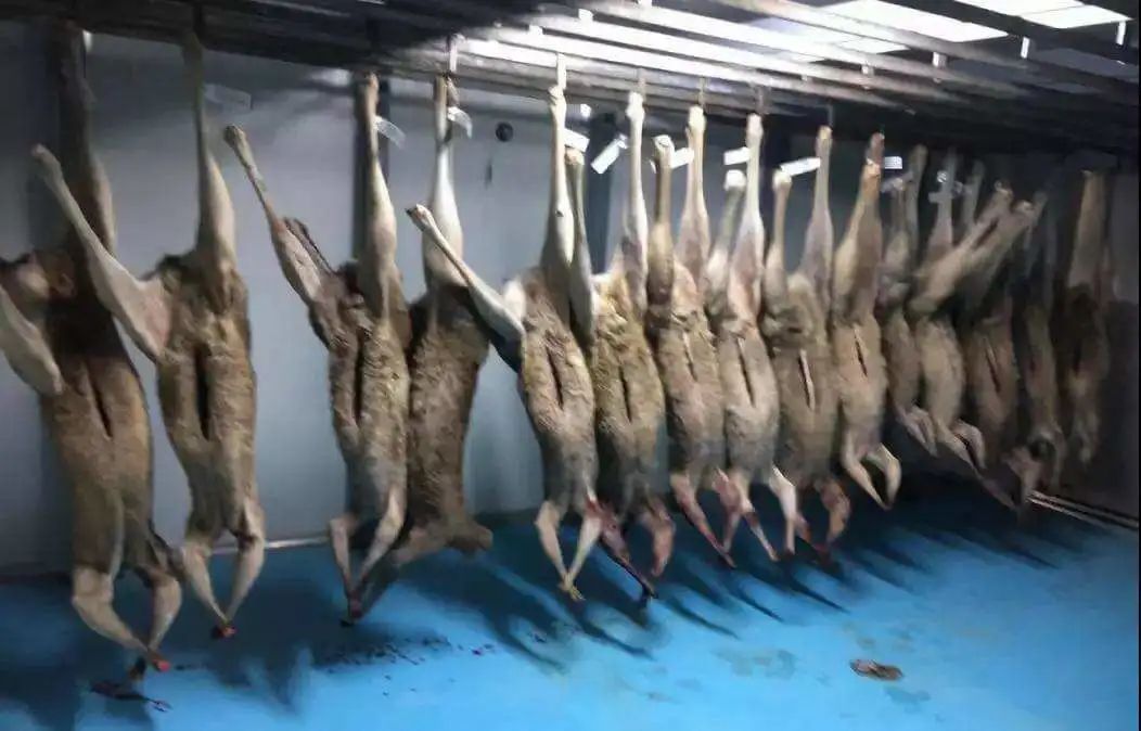 澳大利亚80年一遇的袋鼠杀人事件,澳大利亚袋鼠为什么会被扑杀