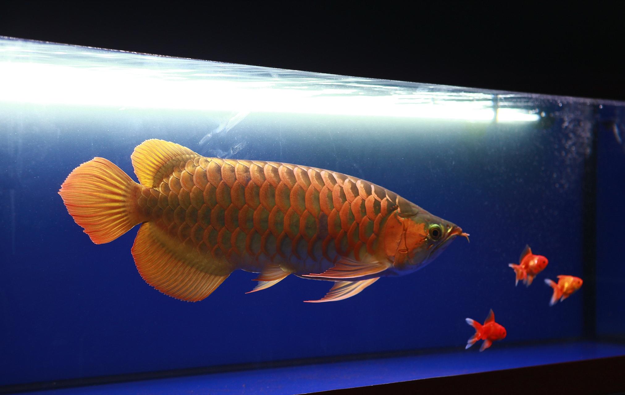 龙鱼断须伤口愈合没长出来,龙鱼的须掉了