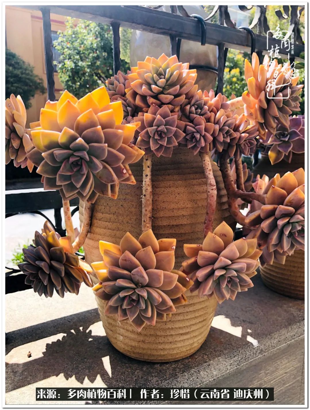 给生命一份淡然还岁月一份从容,给生命留一份洒脱的话