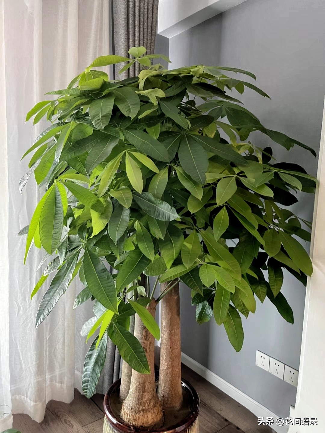 家里放一棵发财树运气真的好了吗,发财树摆在什么位置最旺财