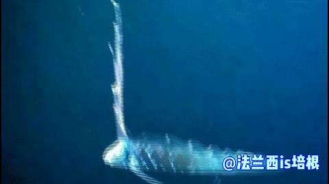海怪“地震鱼”现身台湾！足有6米长，近期会发生地震海啸吗？