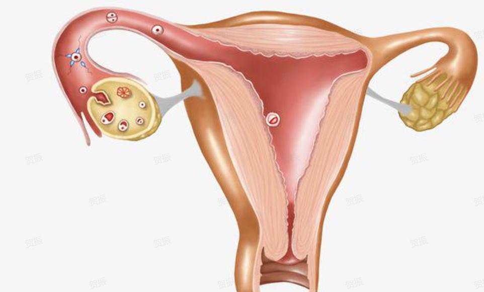 生娃子宫有什么变化,生过孩子女性有什么变化