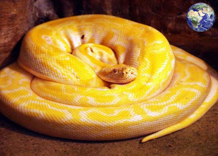 世界最大的蛇类,中国最大的蛇类展览馆