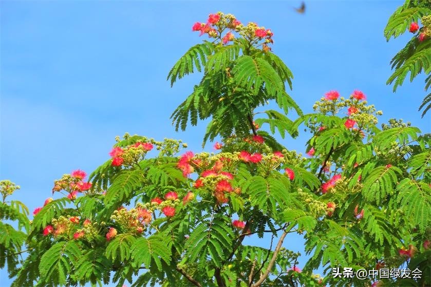 *欢合**：亭亭如盖，花影参差|绿会保护地科普