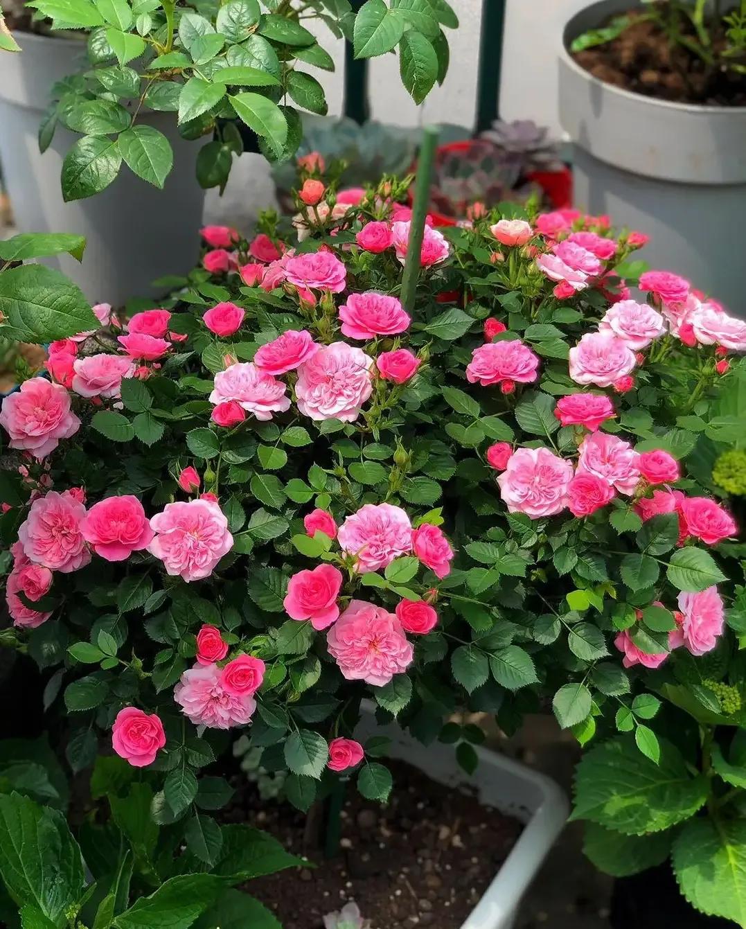 恋人印记,恋人烙印