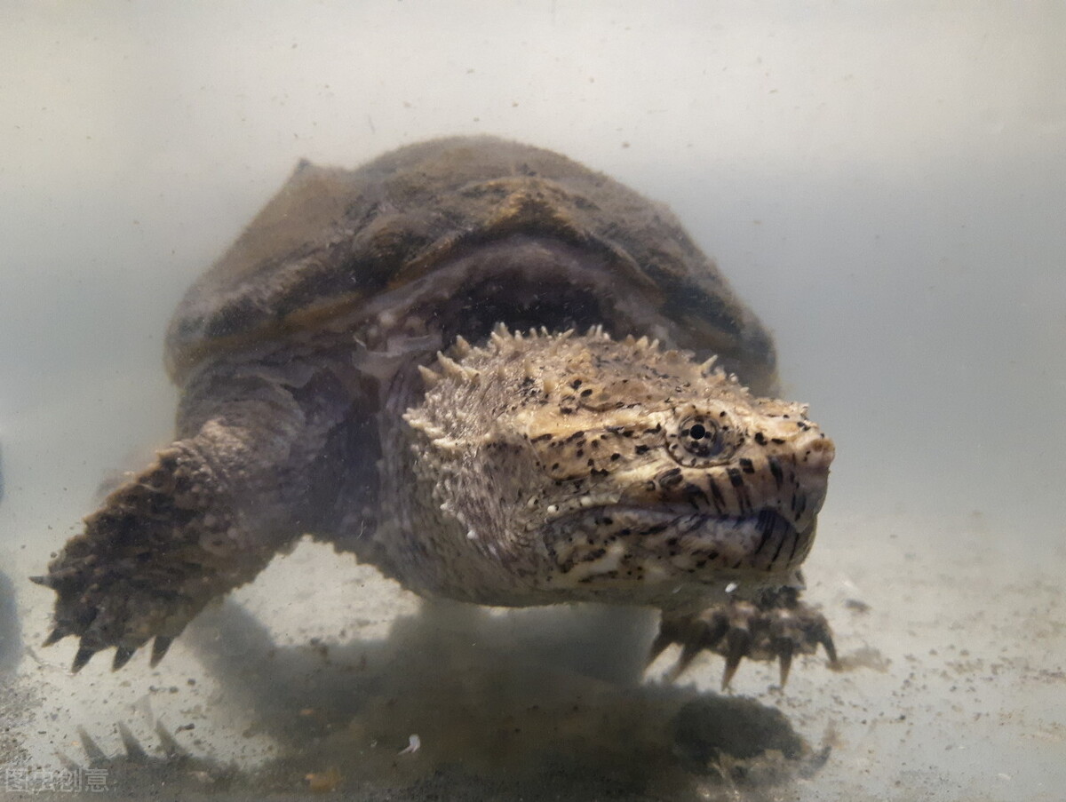 北美大鳄龟成体,北美鳄龟为什么会出现在中国