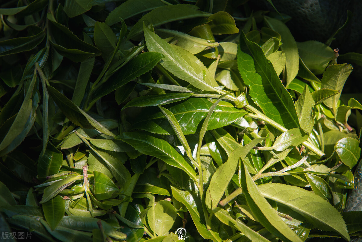 云南蜜香红茶哪种好喝,红茶名气