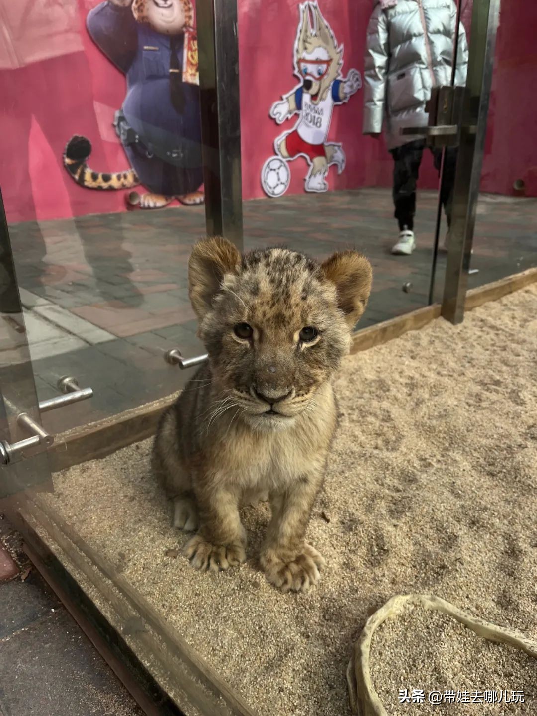 一天玩遍北京野生动物园,包场去鸟巢